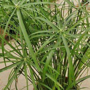 常青 风车草水生植物水竹盆栽苗室外水池鱼塘旱伞草水培造景四季