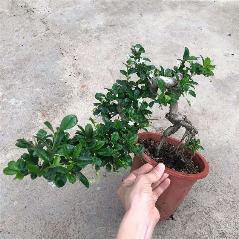 悬崖桩盆景客厅s茶树懒人办公室内盆栽花卉四季常青小叶福建茶