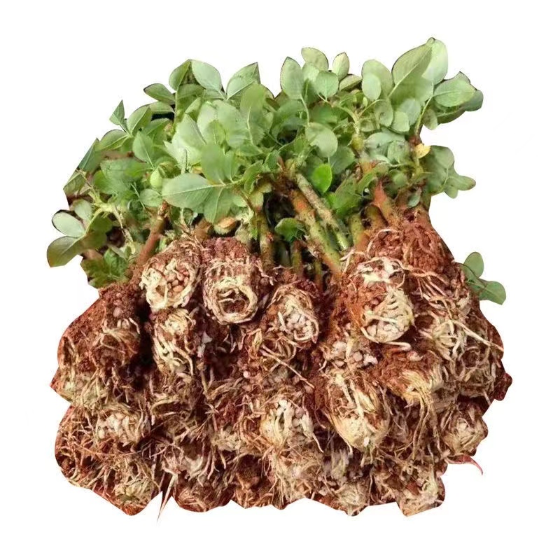 云南沐锦花卉可食用玫瑰盆栽金边墨红滇红大马士革真正的玫瑰花苗