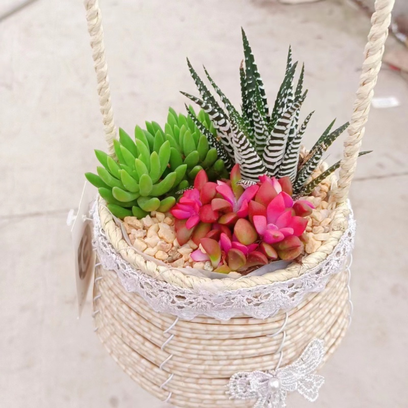 手提编织花篮多肉植物钱串串玉坠淡雪卡日松盆栽办公室内花卉好养