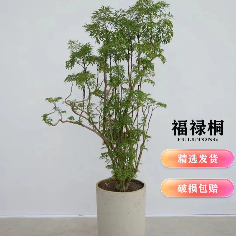 福禄桐盆景新屋送礼进宅旺福绿植办公室开业招财盆栽客厅净化空气