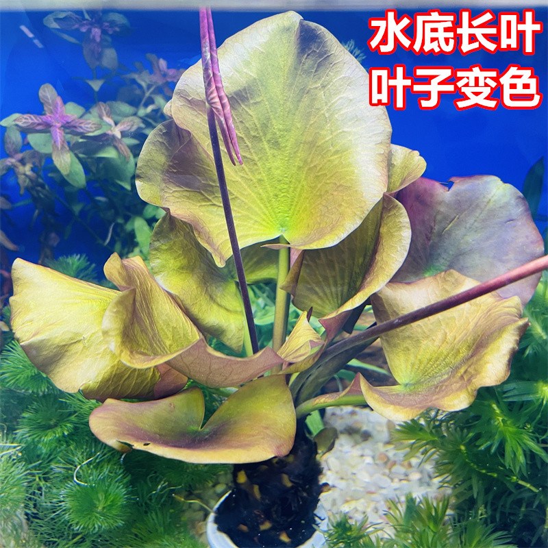红河根鱼缸真水草开花净化水质淡水鱼缸造景阴性新手懒人水草植物