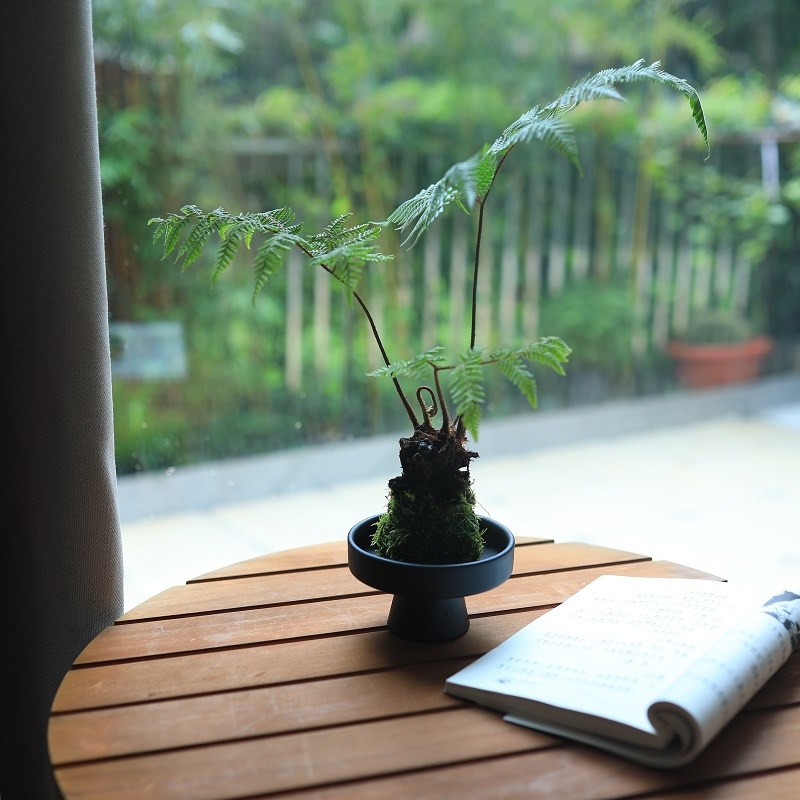 蕨类植物红磷蕨苔藓球水培绿植桌面盆栽耐阴好养茶室盆景去甲醛