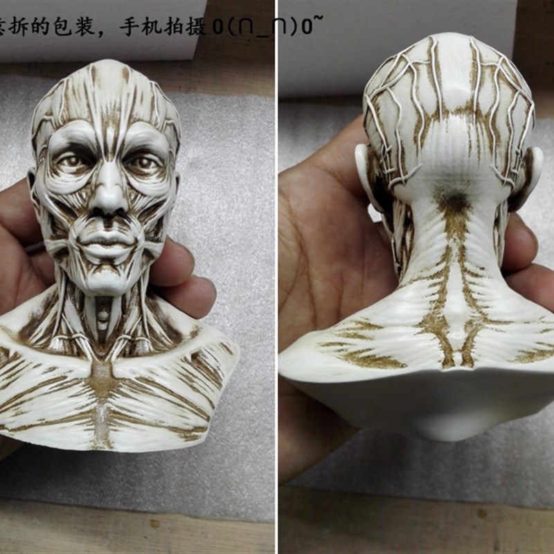 1:3美术医学静物绘画参考 艺用人体肌肉骨骼头雕头骨 半胸像模型