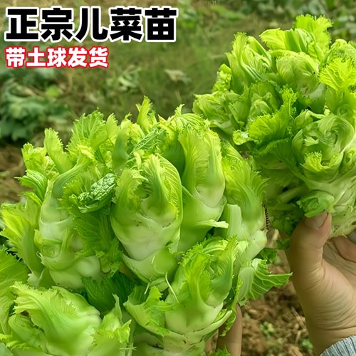 正宗儿菜秧苗幼苗四川本地孢子芥