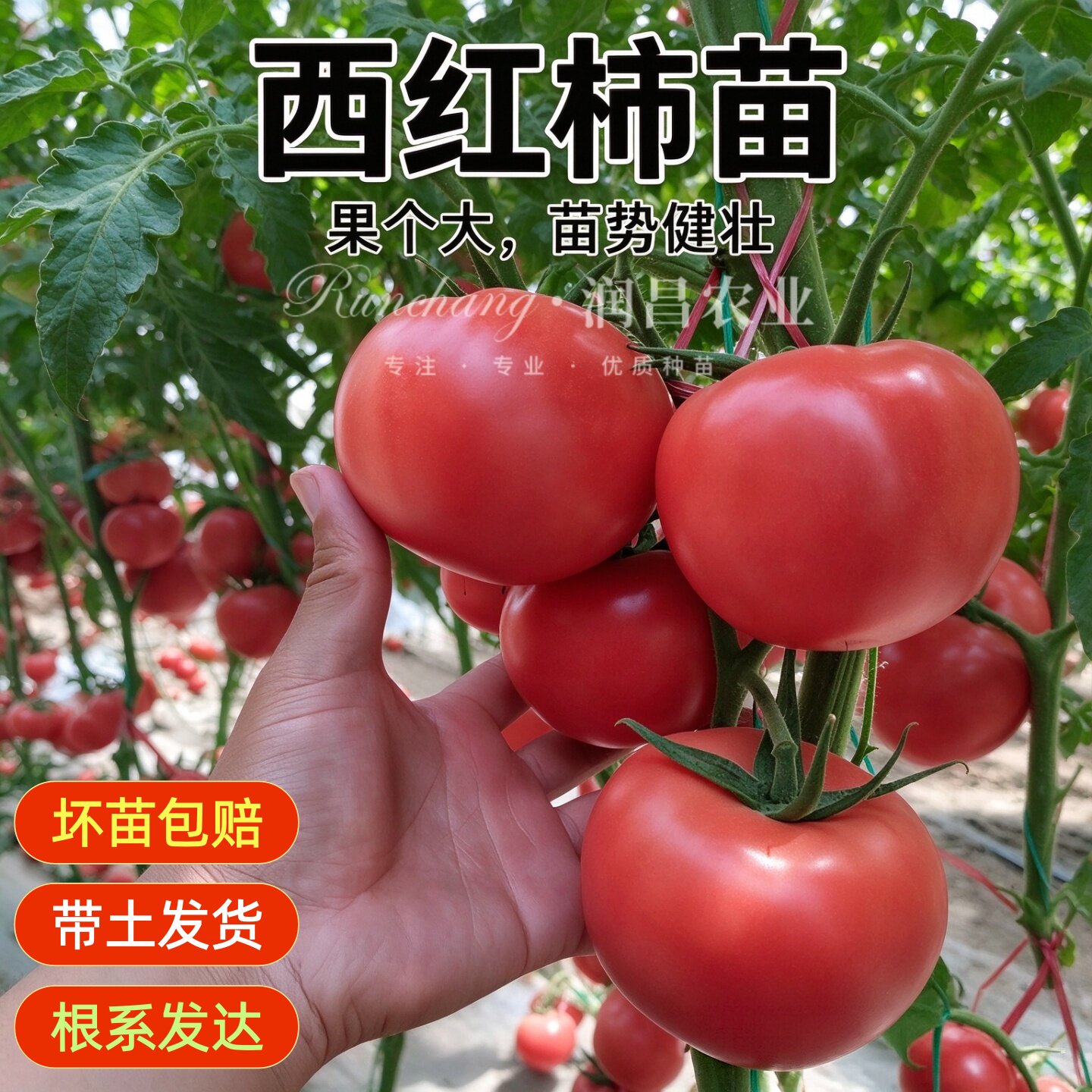 老品种大粉番茄苗秧沙瓤口感西红柿苗高产毛粉番茄春季蔬菜苗盆栽