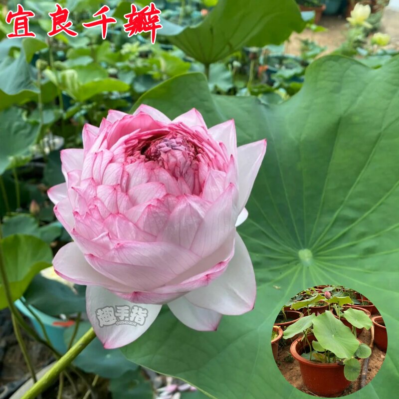 荷花水生花卉可开发票