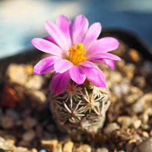 实生粉花紫王子仙人球松球多肉植物花卉绿植室内盆栽阳台夏季好养