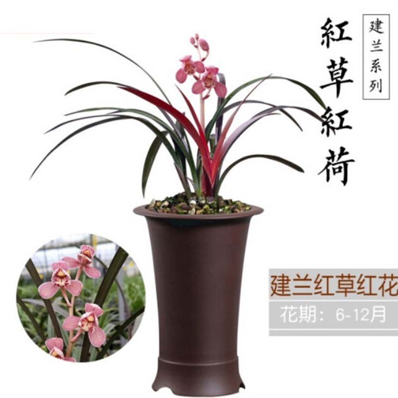 红草红河建兰铭品浓香型不带花苞室内外办公室内盆栽盆景耐阴绿植