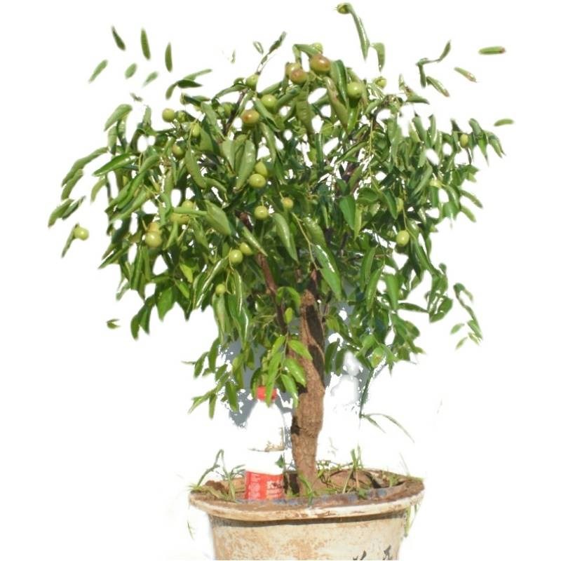 枣树苗包成活沾化冬枣苗特大盆地栽嫁接果树苗南北方种植当年结果