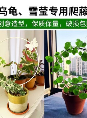 山乌龟雪莹爬藤架圆形创意铁艺铁线莲月季攀爬绿植专用盆景花架子