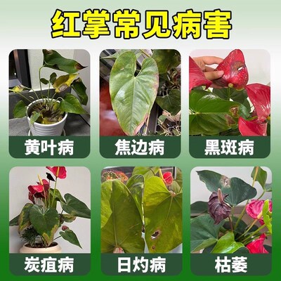 红掌黄叶病专用药叶锈黑斑腐枯叶子枯萎烂根部发霉专用肥料营养液