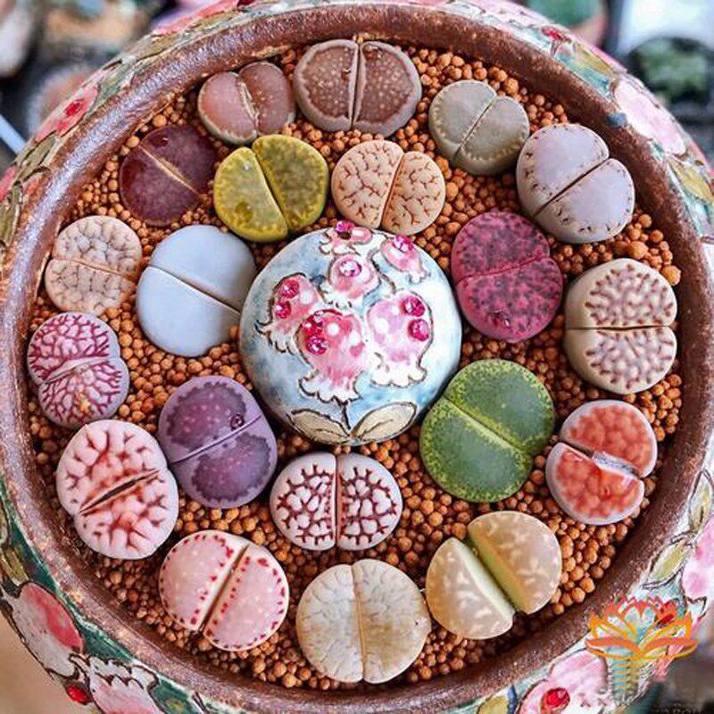 生石花多肉植物pp花屁屁花栽好发货屁股花大颗贵货搭配好番杏科