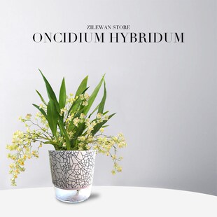 文心兰盆栽当年开花梦香兰室内开花卉植物客厅阳台绿植秋冬兰花