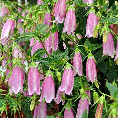 紫斑风铃草多年生耐寒耐热花园花镜阳台顶楼植物盆栽苗