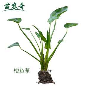 【一件/5棵梭鱼草】梭鱼草庭院水生花卉植物 池塘绿化鱼池植物