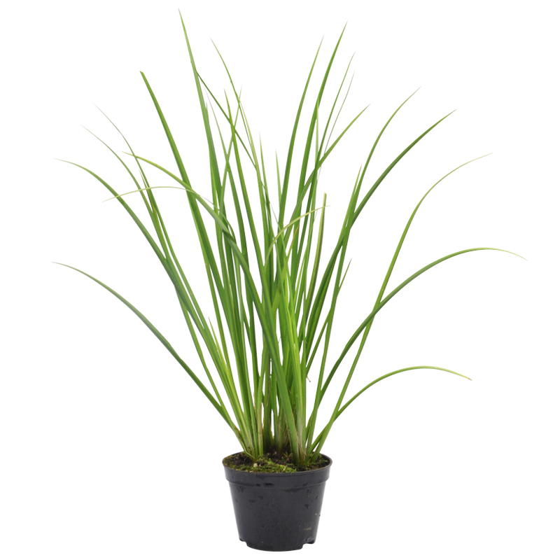 乌龟缸造景绿植水生植物水草石菖蒲黄缘龟饲养箱生态环境造景装饰