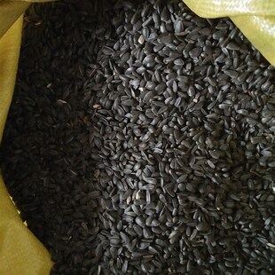 黑珍珠瓜子油嗑油葵籽玄凤鹦鹉鸟食饲料仓鼠零食鸟粮鸽粮5斤包邮