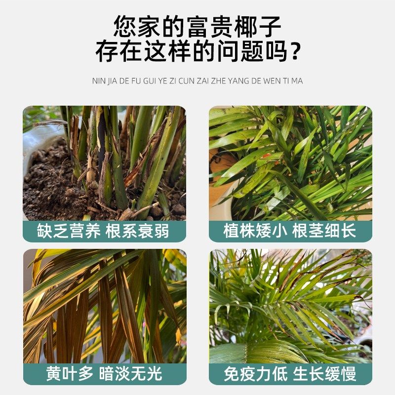 富贵椰子营养液叶子黑尖发黄干枯肥料富贵椰子树专用肥黄叶干尖焦,鲜花速递/花卉仿真/绿植园艺,家庭园艺肥料,淘宝优惠券,粉丝福利购,淘宝优惠卷