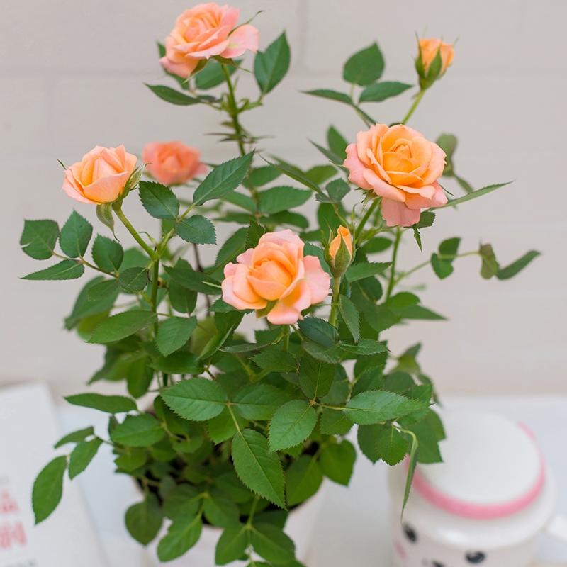 迷你玫瑰花盆栽月季室内阳台客厅四季开花绿植花卉盆景带花苞发货