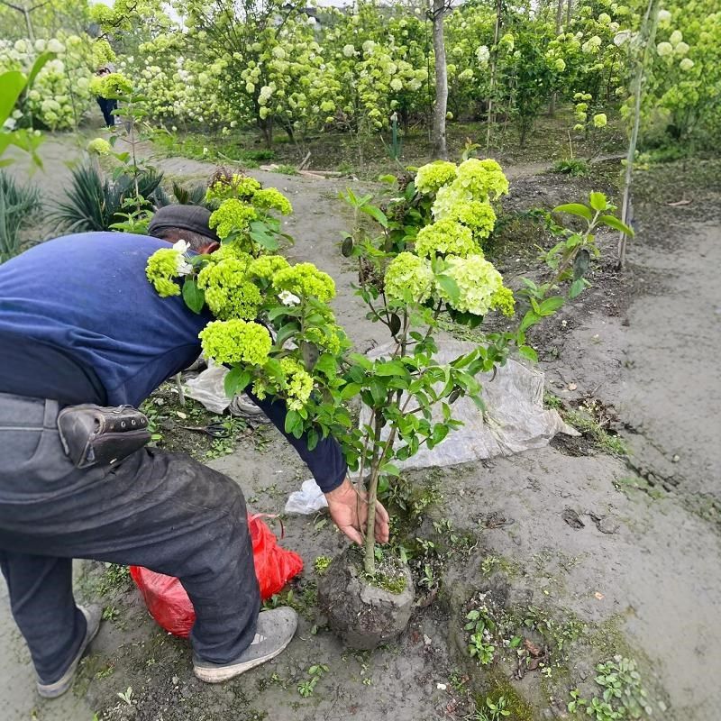 (原盆原土)中华木绣球斗球正宗木本绣球树苗庭院盆栽地栽,鲜花速递/花卉仿真/绿植园艺,绣球/木绣球/木本植物,淘宝优惠券,粉丝福利购,淘宝优惠卷