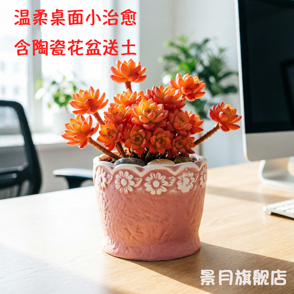 加州落日红日多肉植物好养活高颜值懒人花卉盆栽趣味性观赏性肉肉