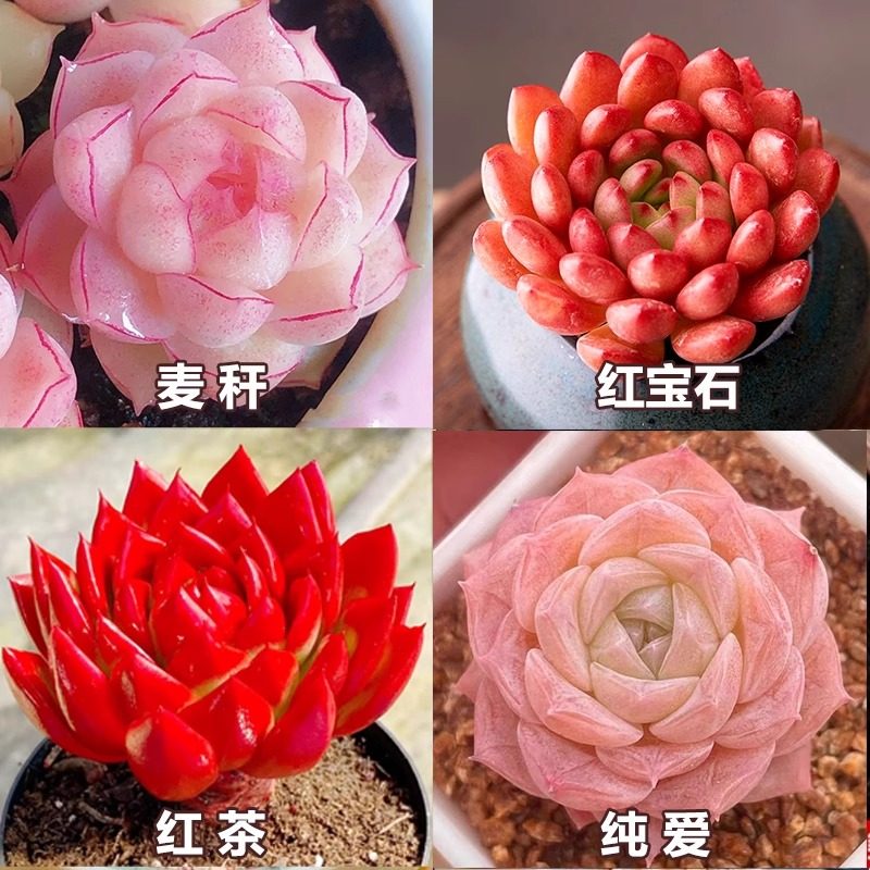 多肉植物组合套餐新手好养办公室绿植花卉盆栽趣味肉肉植物