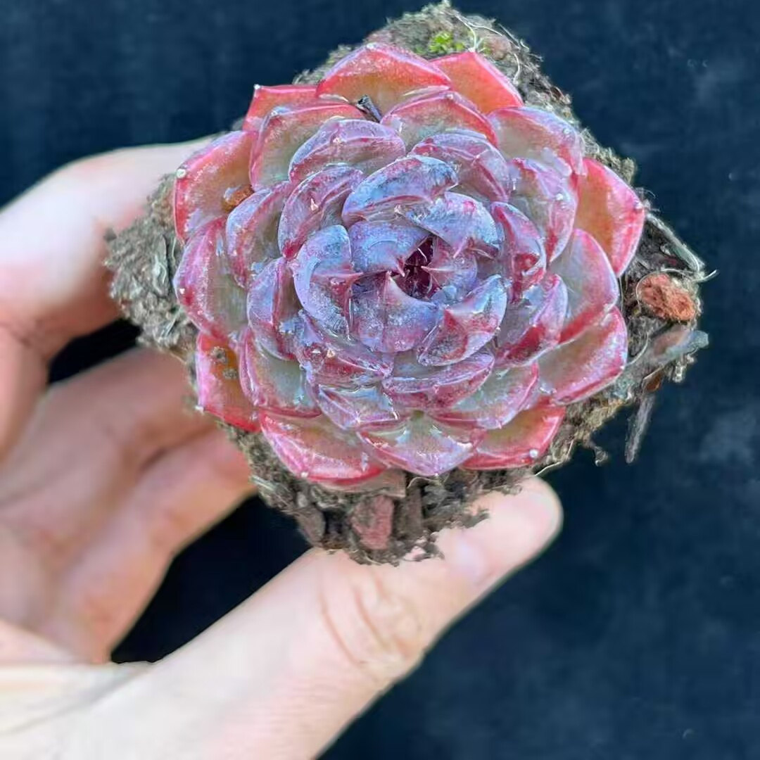 蓝莓正版老桩控养状态好实拍多肉植物盆栽办公室花卉新手好养活