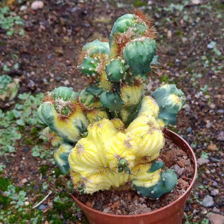 彩山影仙人掌山影锦缀化室内仙人球 盆栽好解压多肉植物绿植