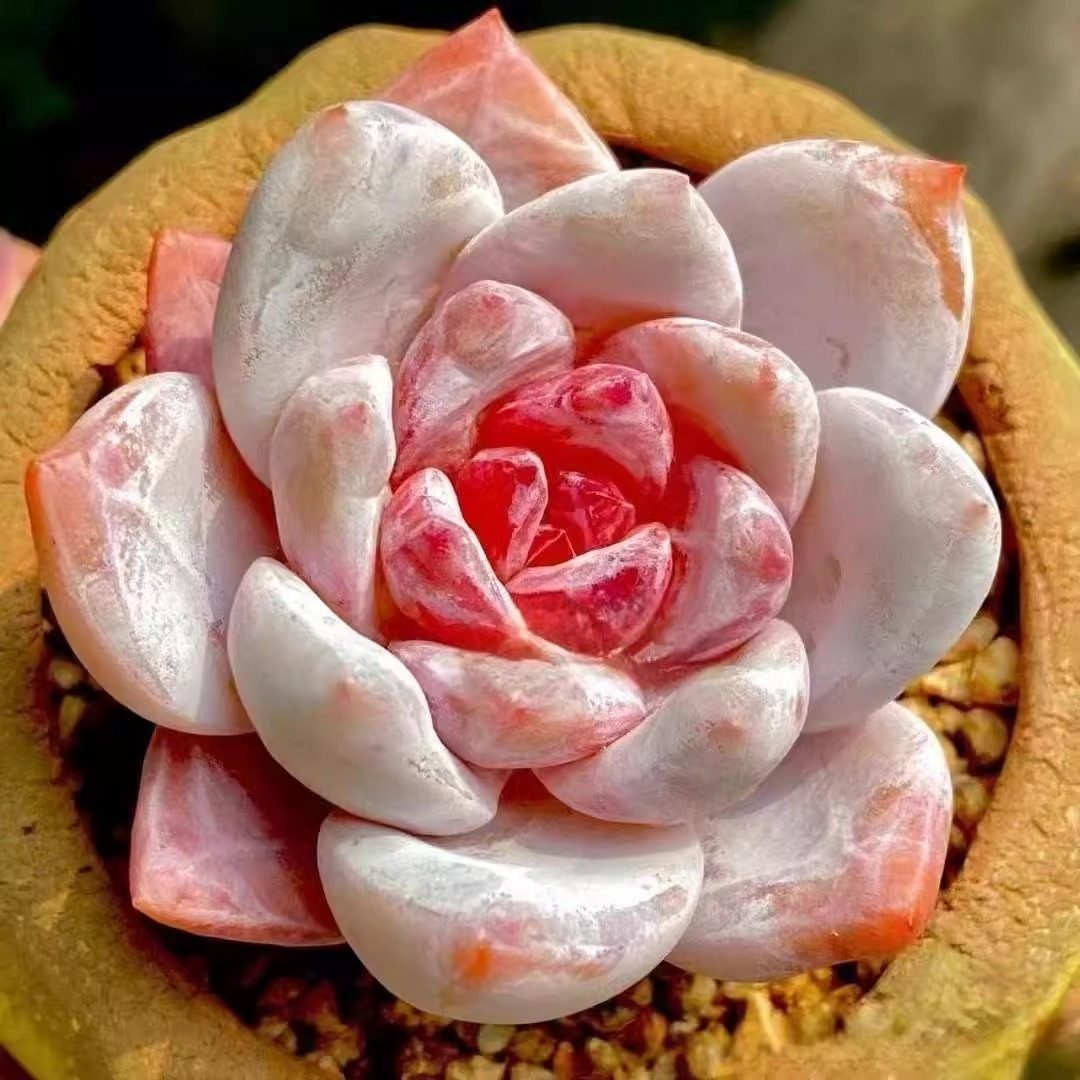 贵货韩国进口糖心雪天使巨型多肉橙梦露状态好养室内盆栽绿植花卉,鲜花速递/花卉仿真/绿植园艺,多肉植物,淘宝优惠券,粉丝福利购,淘宝优惠卷