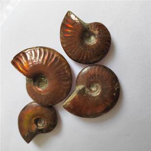 天然斑彩螺把玩彩螺化石把玩件手把件光彩好菊石化石