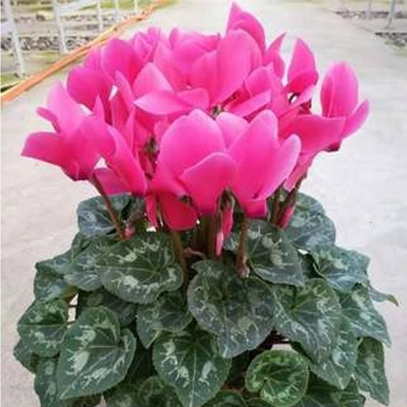 新品仙客来盆栽带花发货好养室内花卉四季花阳台室内盆栽观花植物