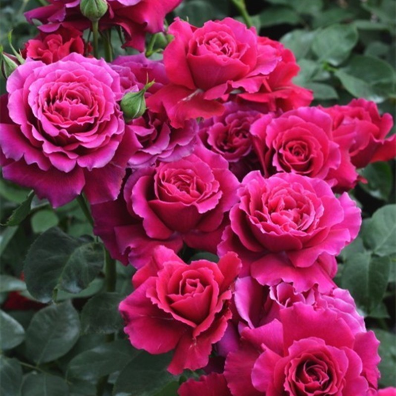 超新品红丘又叫天家胭脂月季苗河本纪念系列大花浓香四季开花