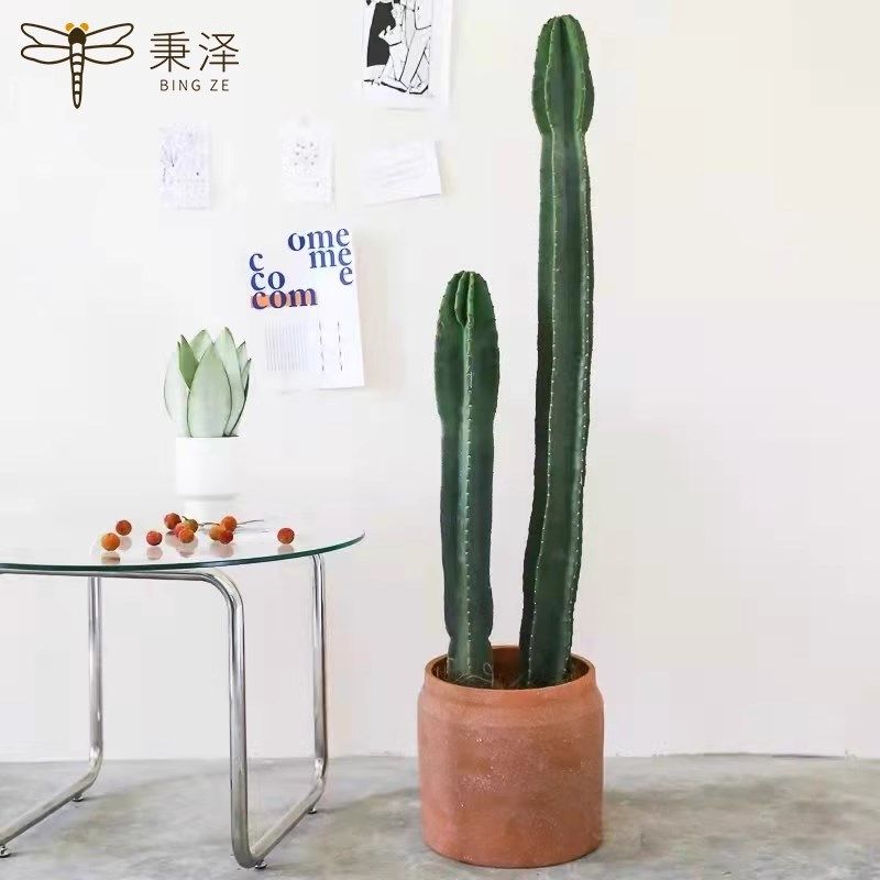 量天尺仙人柱盆栽植物仙人掌公司绿植多肉大型室内客厅四季吸辐射