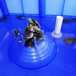 立体龟苗箱龟池乌龟缸带喂食台食台塑胶龟缸养龟养殖龟盆饲养盒箱