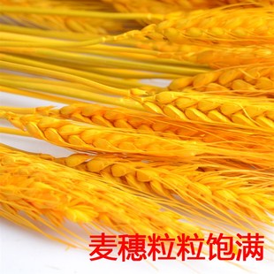 天然金黄麦穗小麦花杆金色大麦客厅田园装饰花束摆件干花开业送礼
