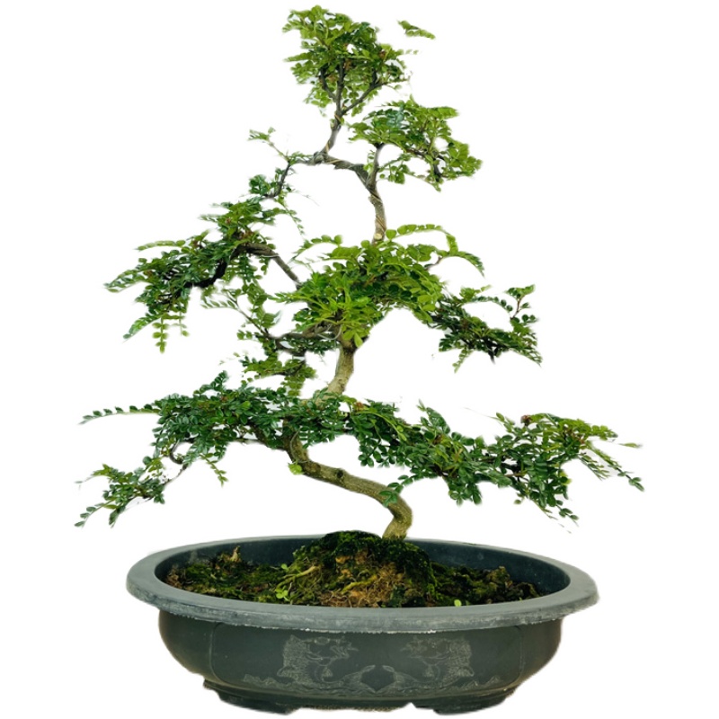 驱蚊植物清香盆栽胡椒木室内盆景清香木四季常青绿植好养木本花卉