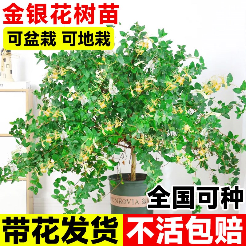 金银花树苗老桩盆景造型盆栽爬藤植物四季开花阳台庭院可食用野生