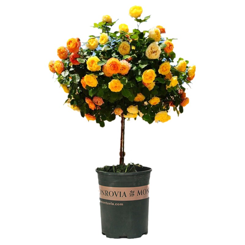 果汁阳台树桩月季棒棒糖树状多色玫瑰嫁接月季花苗特大花高杆庭院