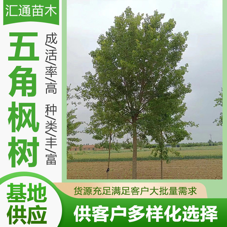 丛生五角枫园林绿化乔木