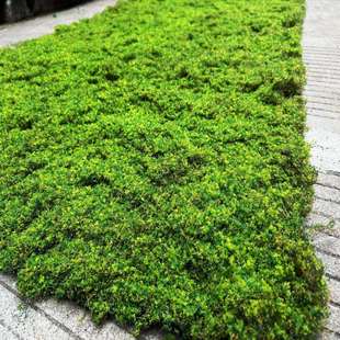 新款 室内外地面铺面 仿真绿植墙青苔草坪苔藓草皮盆景森林系列软装