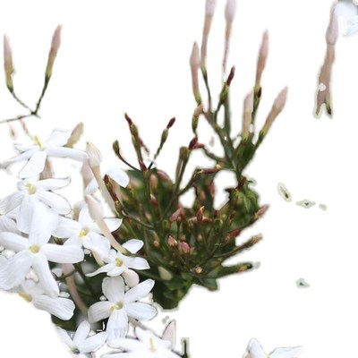 素馨花盆栽阳台庭院多年生清香木本爬藤植物花卉耐寒绿植好养包邮