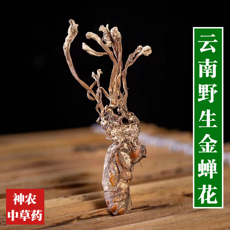 云南野生金蝉花100g材竹林蝉花知了花中草药特级新货品质