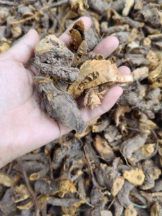 野生虎杖根正宗自然晒干无硫