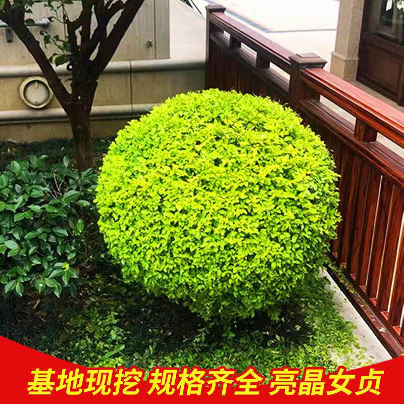 亮晶小叶女贞球造型树苗绿篱庭院别墅绿化苗木耐寒热四季常青好养