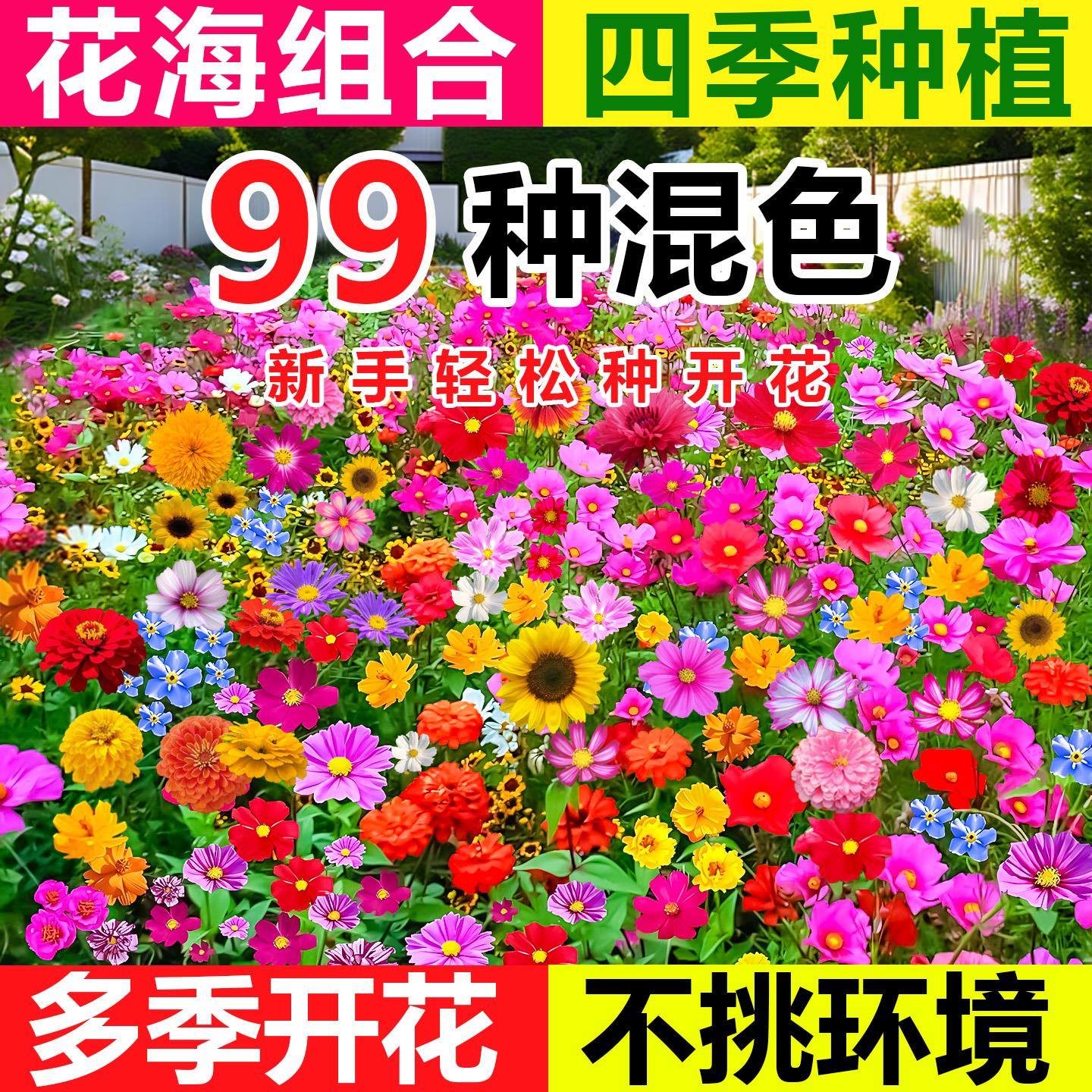 野花组合花种子四季播种开花室外矮生花种籽子庭院格桑花种孑大全