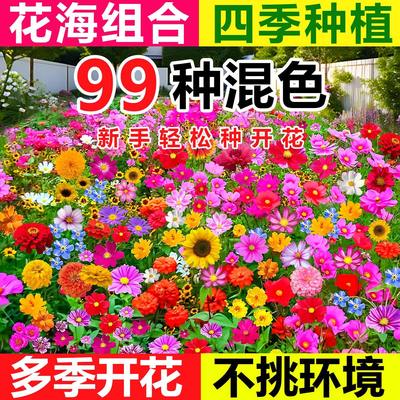 野花组合花种子四季播种开花室外矮生花种籽子庭院格桑花种孑大全