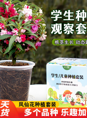凤仙花种籽子小学生科学实验观察儿童种植盆栽四年级植物种子套装
