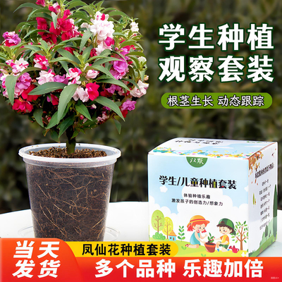 凤仙花种籽子小学生观察种植套装