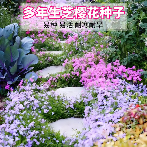 低矮耐寒芝樱花种子福禄考花籽